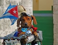 FUNNY DOG IN HAVANA