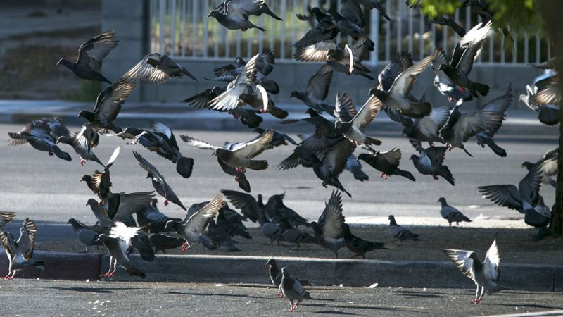 Times Square, New York City The World Belongs to the Pigeons Now