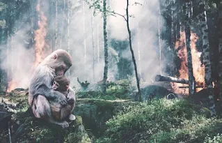 Penebangan Hutan Di Seluruh Penjuru Dunia