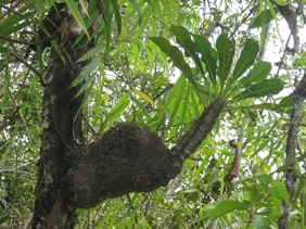 INFO TUMBUHAN SARANG SEMUT | Tips Petani