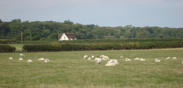 Sheep Herds - Three Cliffs Bay