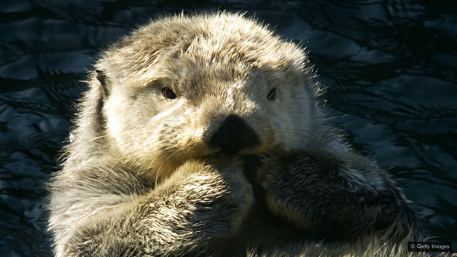 Slavenka & Obi: The sea otter rescue plan that worked too well