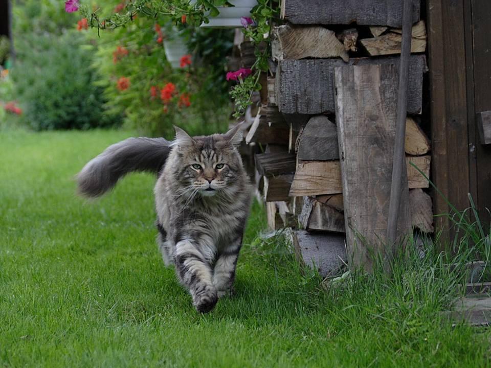 почему кошка просится на улицу. котокафе плюшка в кемерово. почему кошка просится на улицу. почему кошка просится на улицу. пушистый кот бежит.