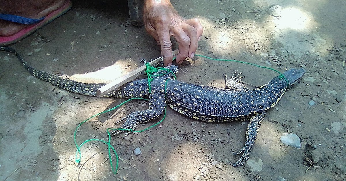 Fish Pond Buddy Guinataang Bayawak (Water Monitor Lizard Cooked in
