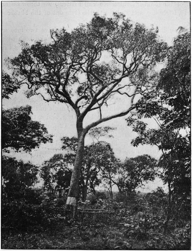 MEMORIAL TO DR. DAVID LIVINGSTONE. People, Traditions, Culture and