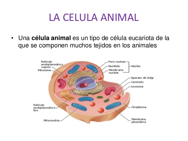 celula animal