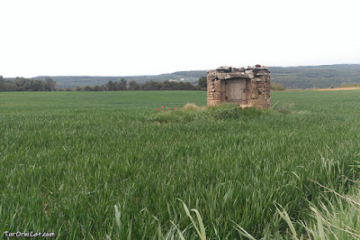 Camp de cereal