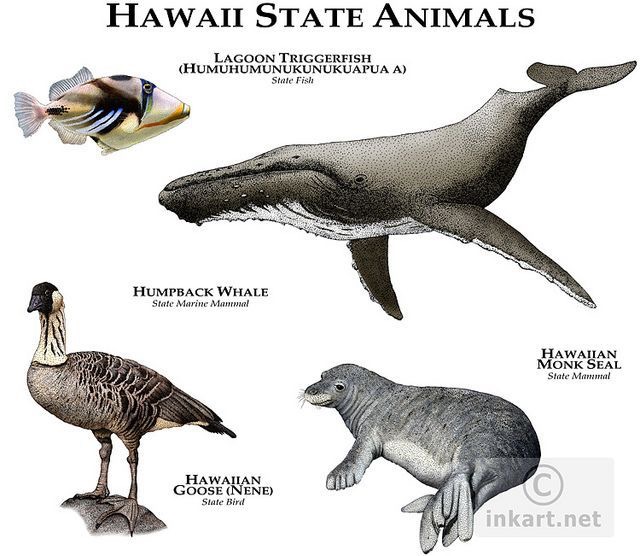 Hawaii State Animals