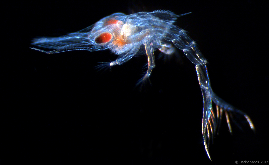 The Natural History of Bodega Head Pelagic Red Crab zoea!
