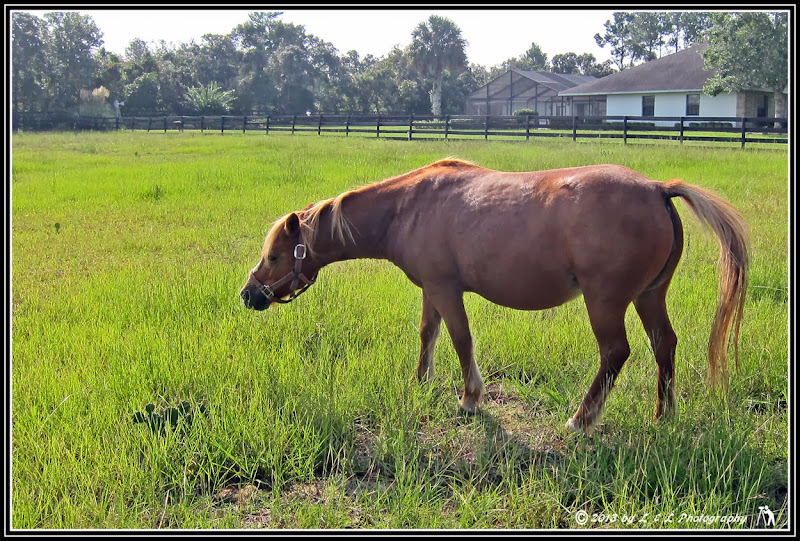 Ocala, Central Florida & Beyond Pony for sale