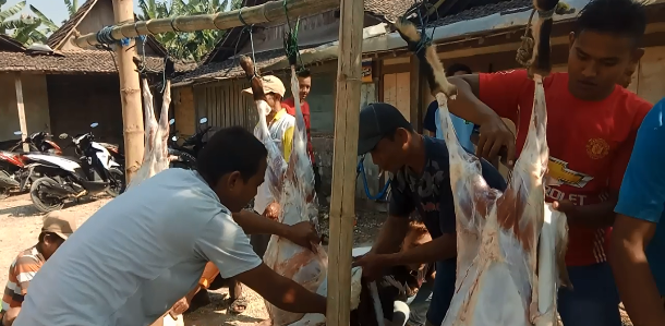 Prosesi Pelaksanaan Penyembelihan Hewan Qurban Di Banjaransari