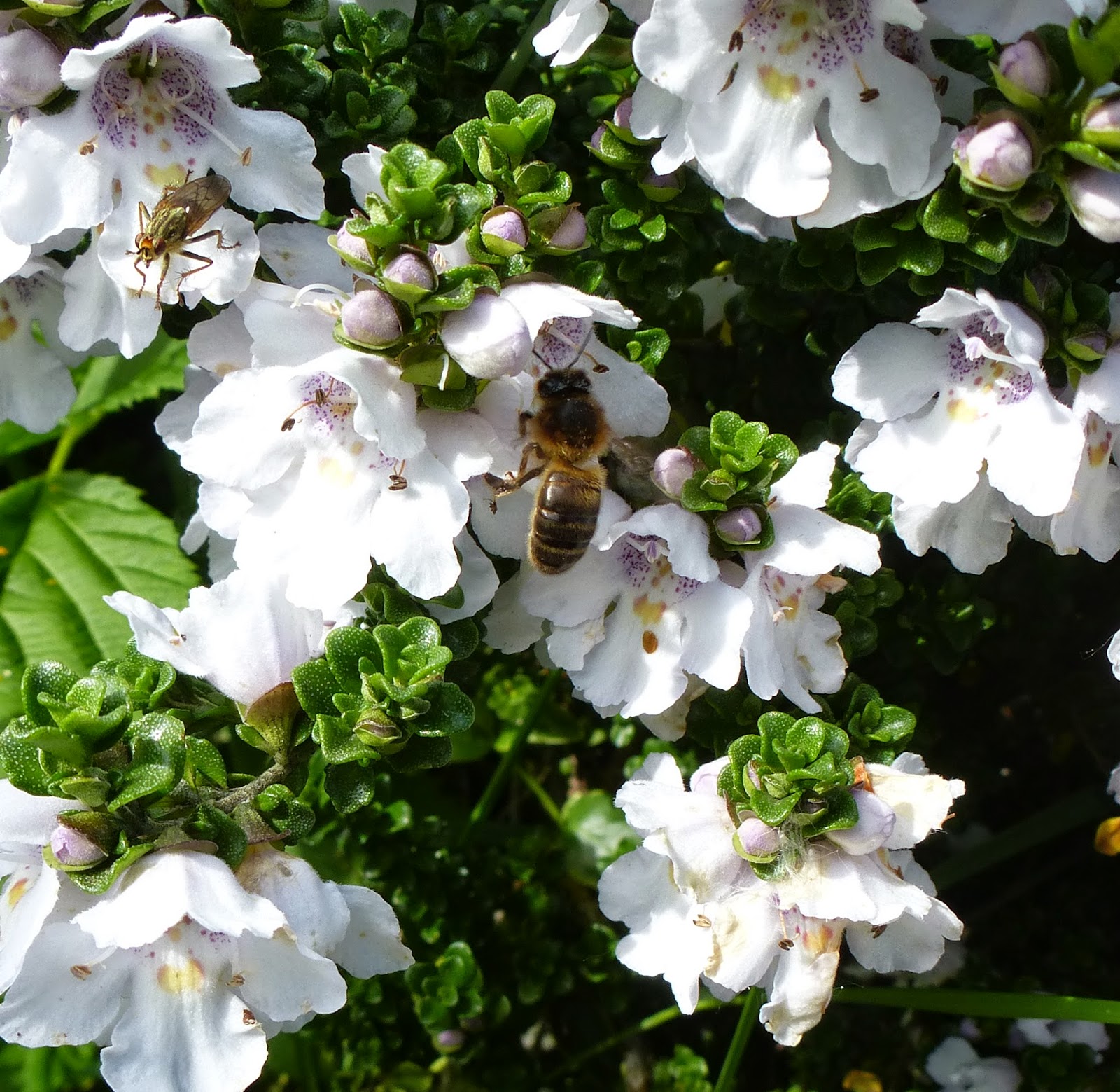 Bees on Australian mint, Speedwell, Chives, Trefoil...