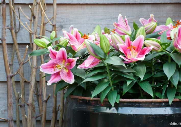 Decoración Fácil Las plantas con flor que mejor huelen Decoración Fácil Las plantas con flor que mejor huelen