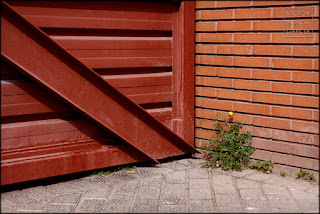 fotografía, naturaleza urbana, Valencia, serie