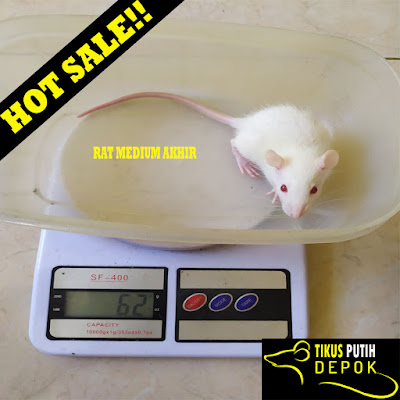 jual tikus putih depok rat medium akhir