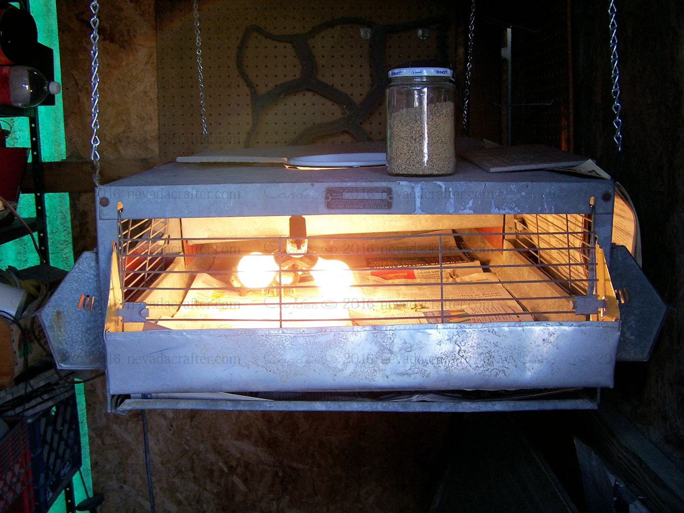 Poultry 44 What's a chicken brooder