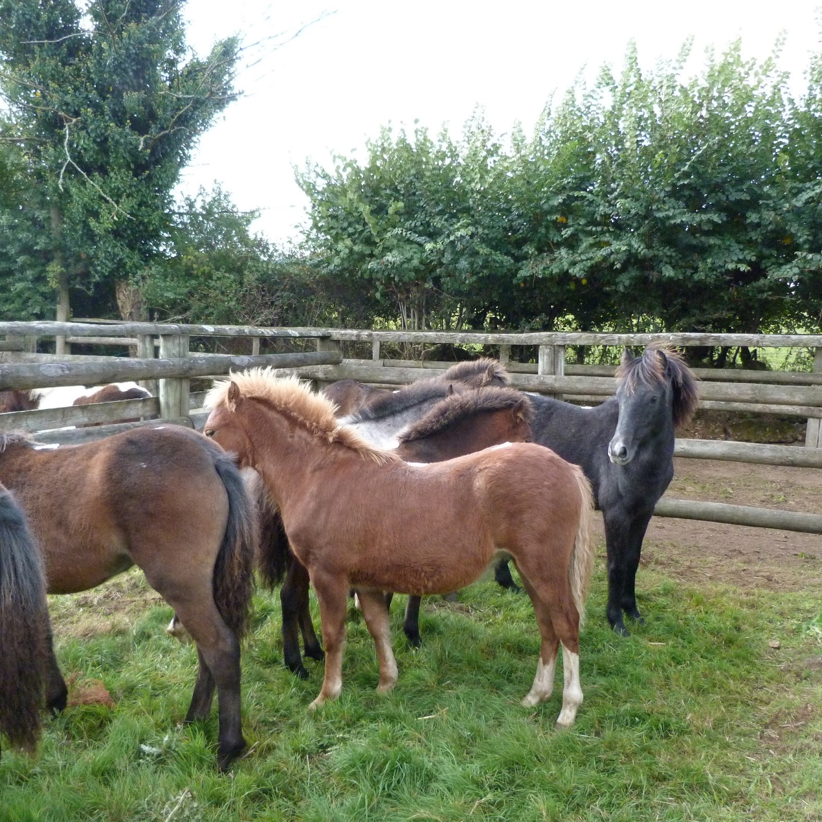people4ponies blog Chagford Dartmoor Pony Sale
