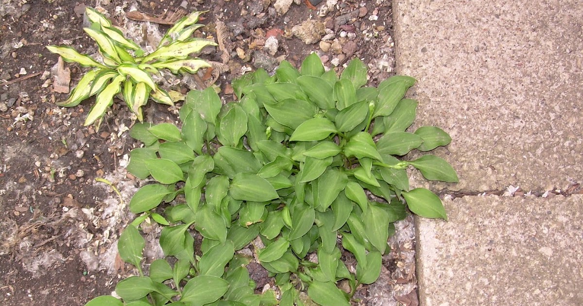 Hostas By Kelley A Fairy Ring of Hosta?