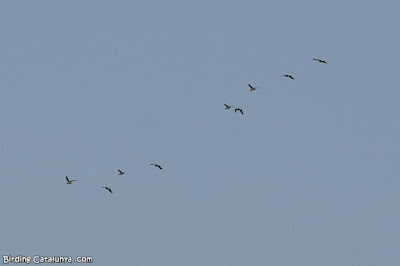 Gavià argentat (Larus michahellis)