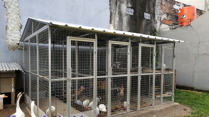 Gambar Kandang Ayam Dari Besi – pulp