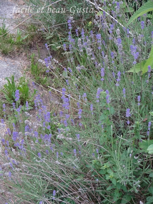 facile et beau - Gusta: Garten Allerlei im Juni