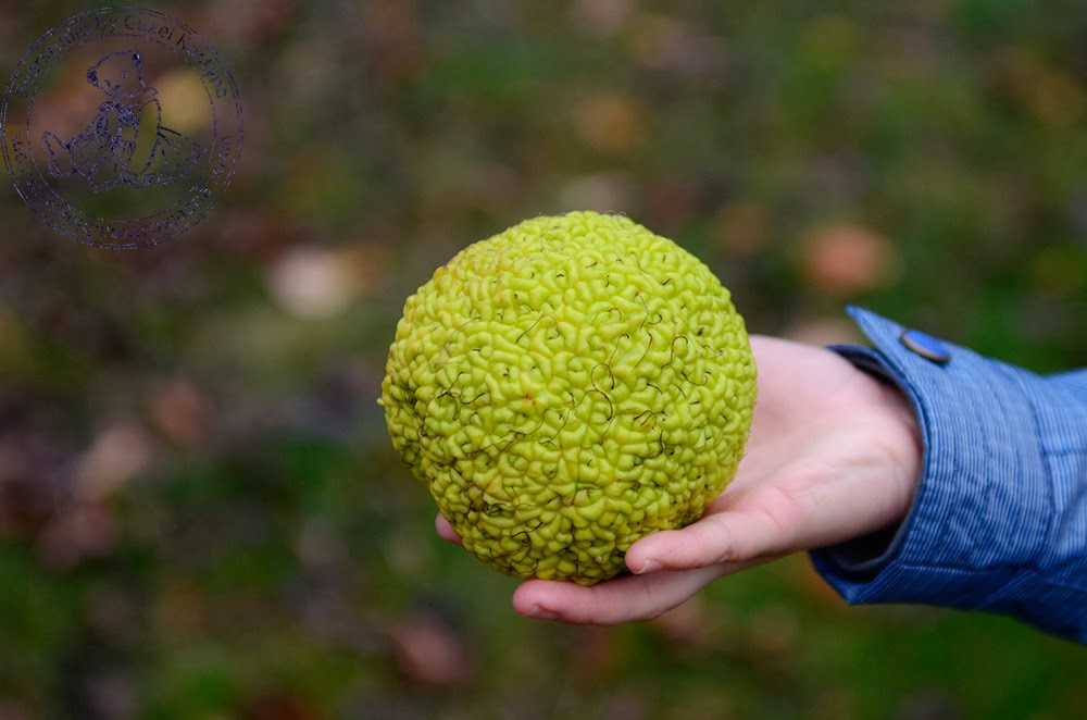 что такое адамово яблоко. маклюра яблоконосная. маклюра крымская дерево. плоды маклюры (адамово яблоко ). маклюра яблоконосная.