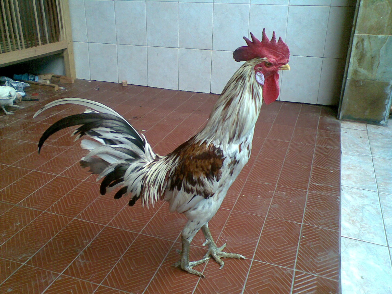  gambar  ayam  XTRA TWO