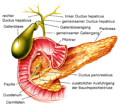 Nguoi-benh-tieu-duong-tuy-tang-co-quan-san-sinh-insulin-bi-pha-huy.gif