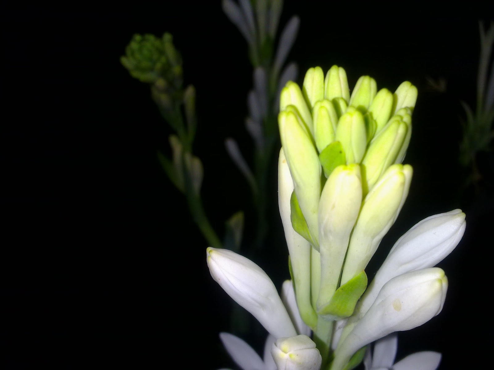 Blog Marrazzo S Manor Lane Florist Yardley Pa