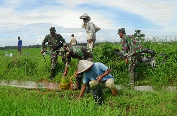 5 Teknik Pengendalian Hama Terpadu Padi Kebumen How