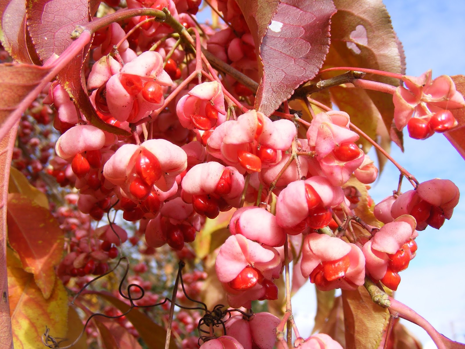 Eaton Rapids Joe Eastern Wahoo