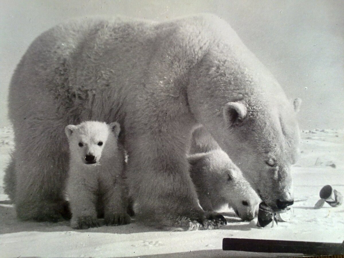 Буран и медвежата. Чукотка 1975 белый Медвежонок и ребенок. Белый медведь с медвежатами. Чукотка животный мир. Белый медведь и полярники.