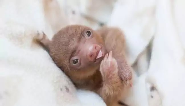 Organization Rehabilitates Baby Sloths That Lost Their Moms
