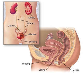 Saluran kemih wanita