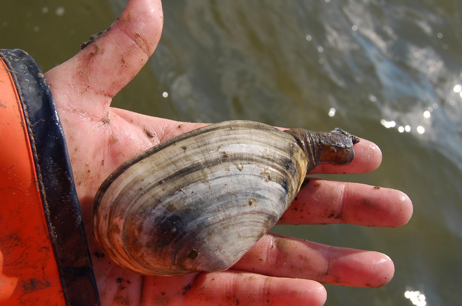 Massachusetts Oyster Project Tour the Newburyport Shellfish