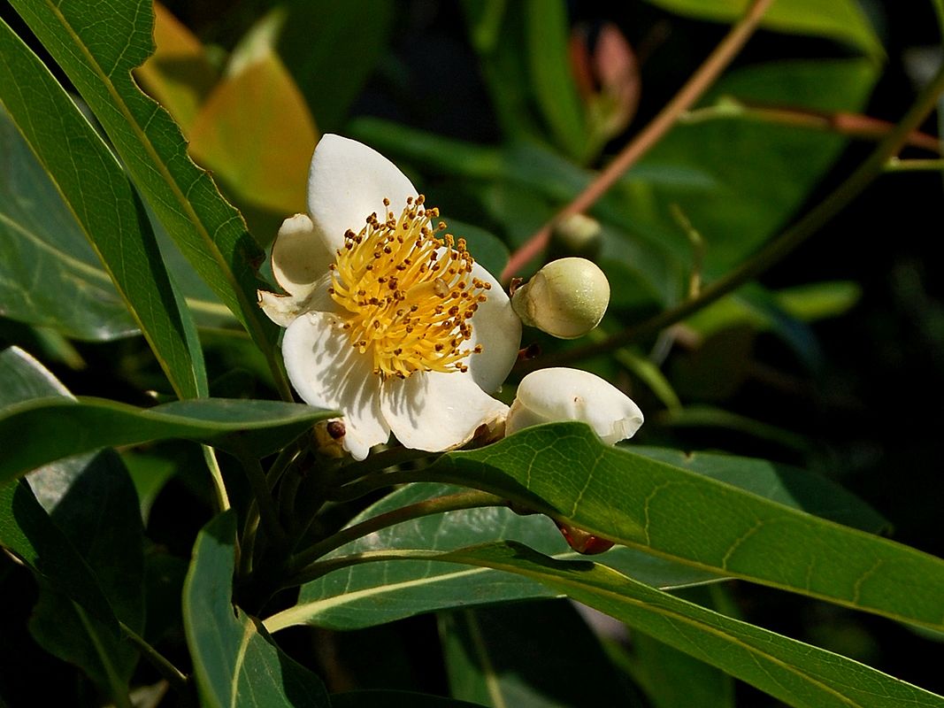 Pohon Puspa (Schima wallichii)