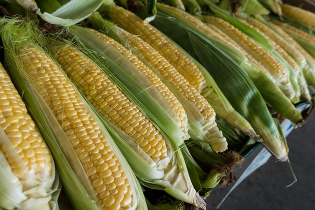 Benefits of corns for your health, know how much corn is useful in a daily diet Benefits of corns for your health, know how much corn is useful in a daily diet
