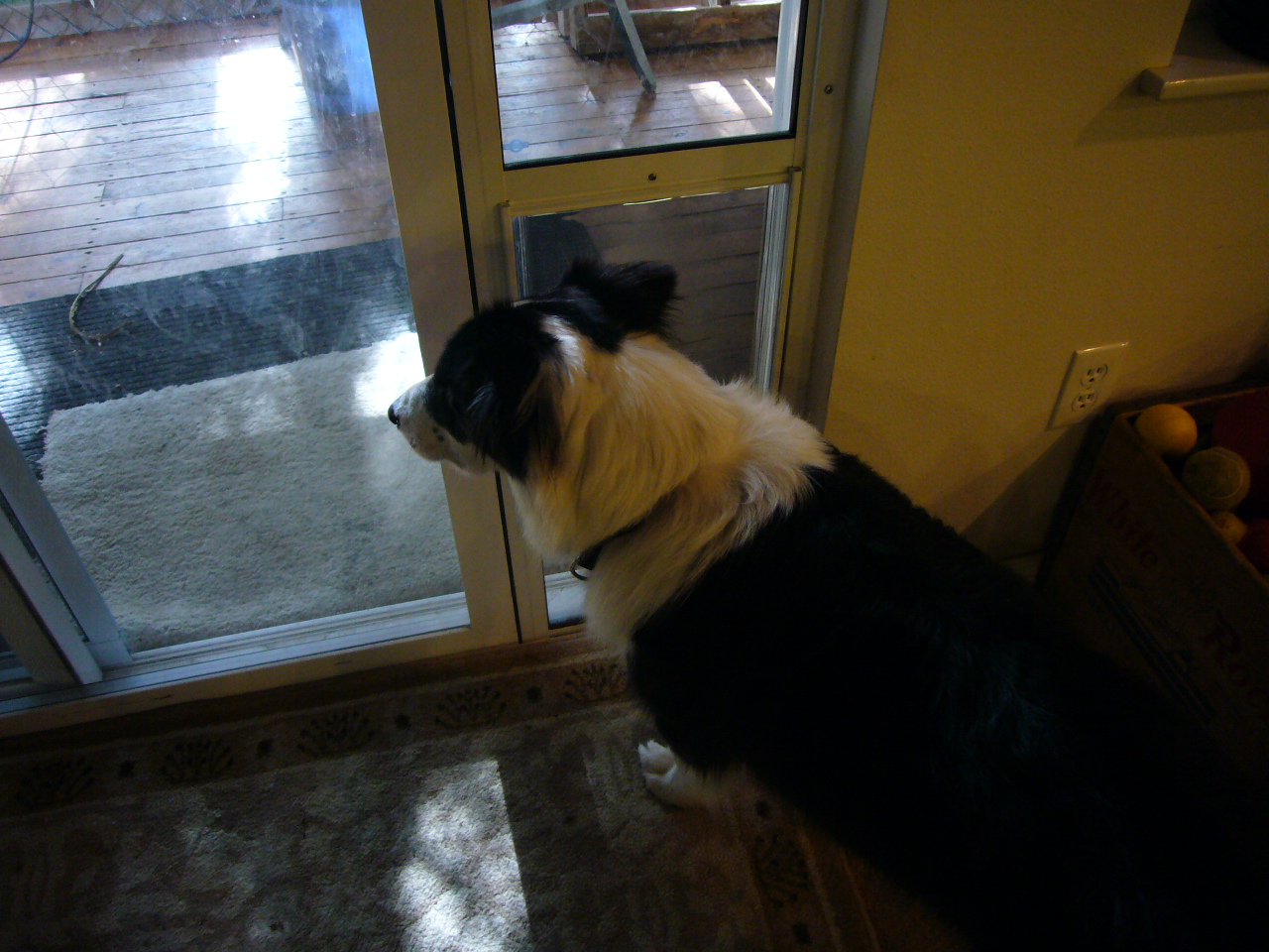 Adventures of Border Collies in the Burbs