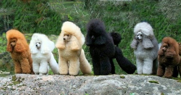 Multi Colored Poodle 2025