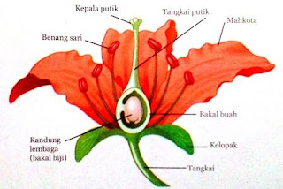 Fungsi dan Struktur Akar, Batang, Daun, Bunga dan Biji pada Tumbuhan Dikotil dan Monokotil 