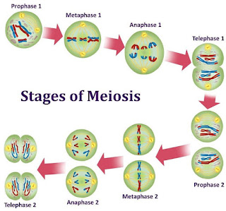 Cell Cycle - Phases , Diagram , Types and Comparison