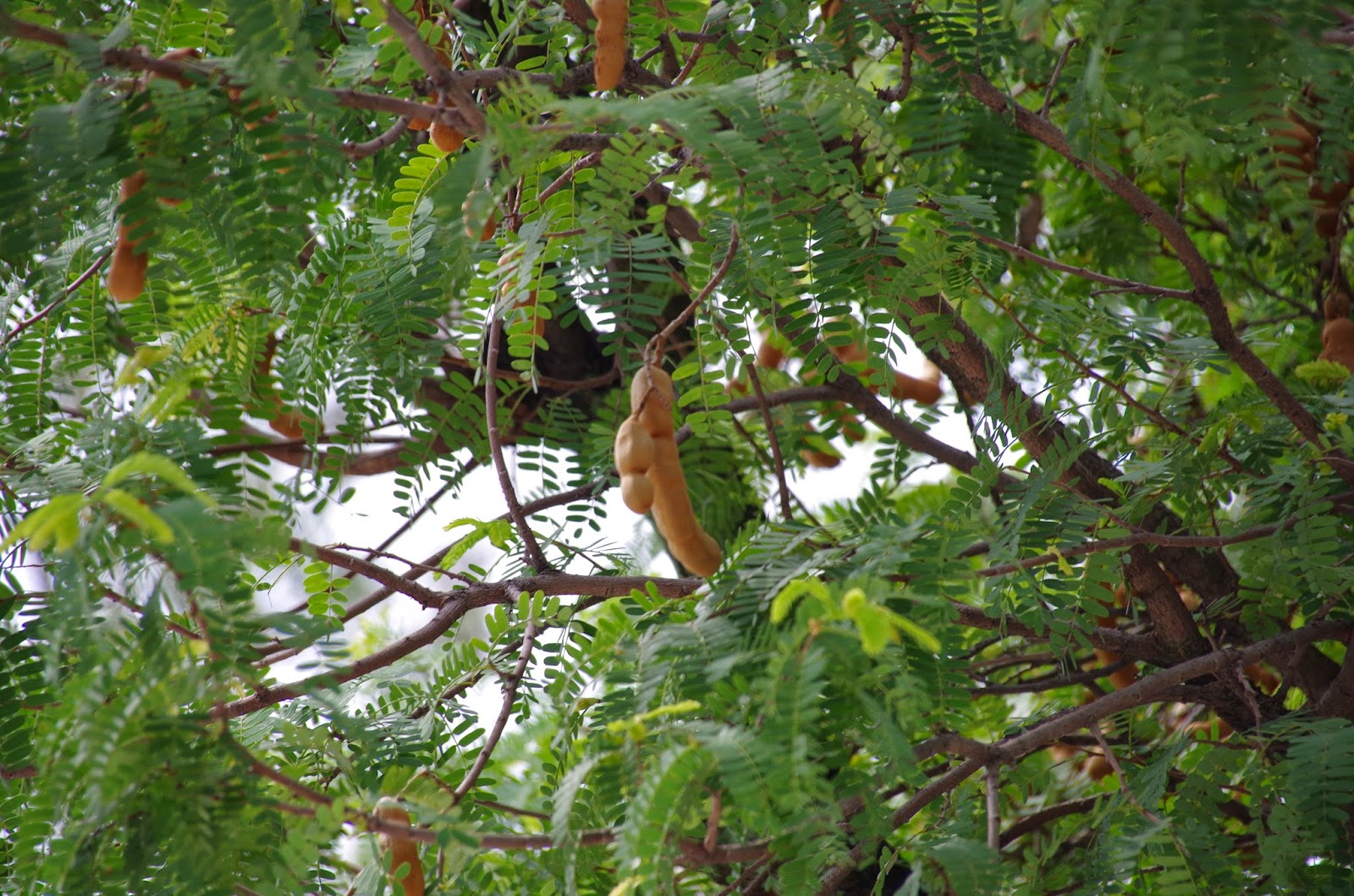 Trees and Plants: Tamarind Tree