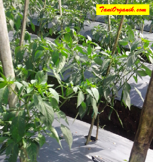 Kiat Memulihkan Keriting Daun Pada Tanaman Cabe