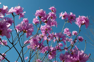 spring flowers