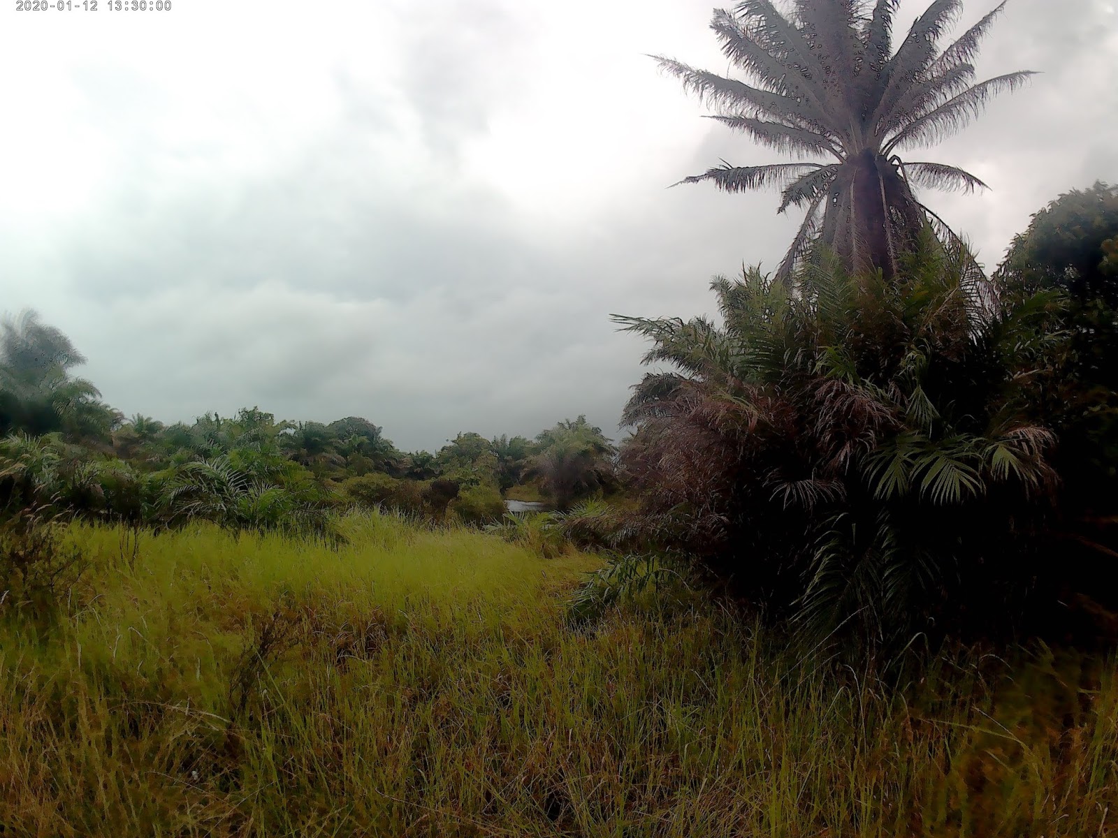 Gambar tempat mancing ikan gabus TERBAIK - info terkini