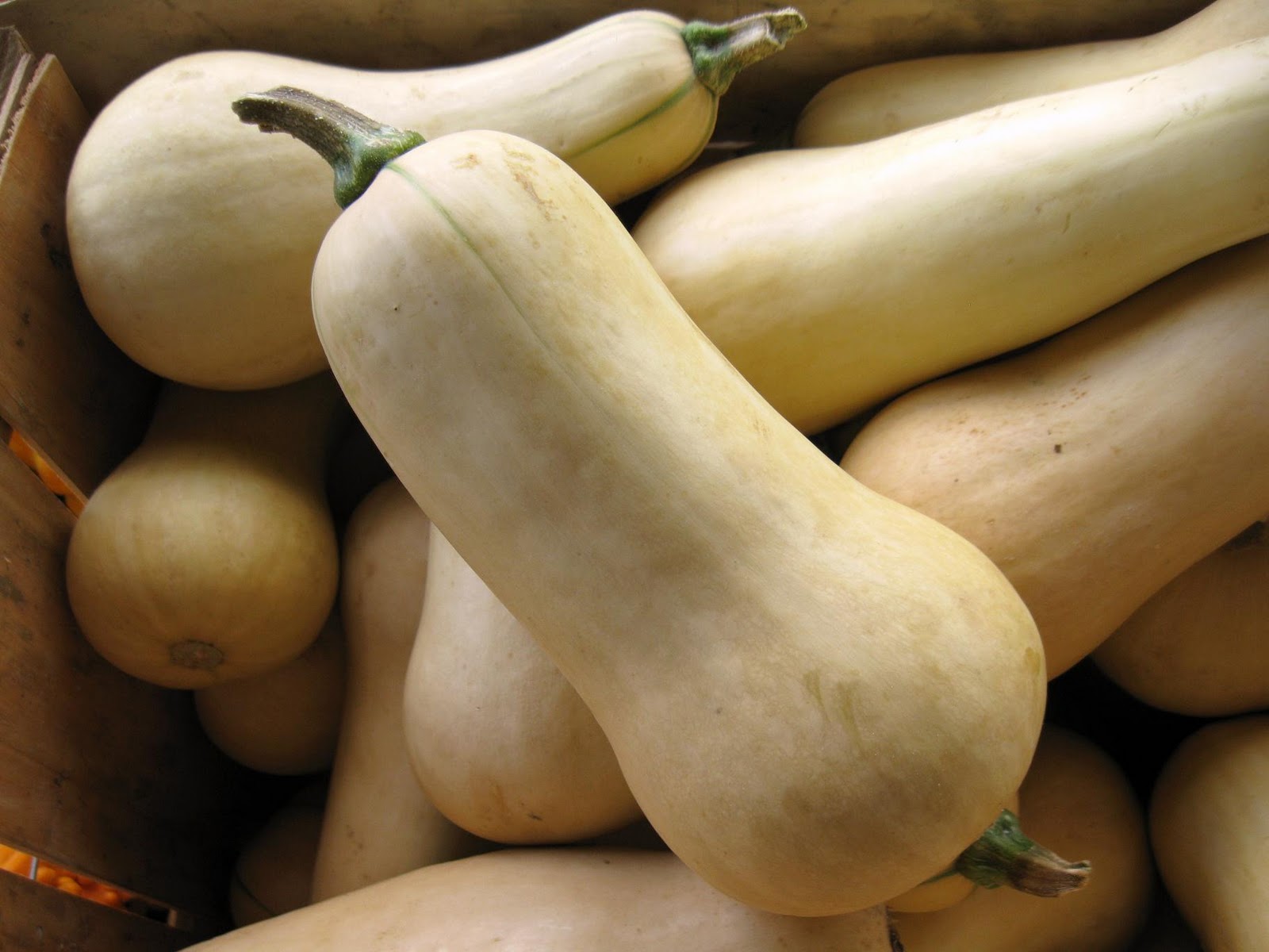 Mater Natura Designs GOURDS, PUMPKINS OR SQUASH?