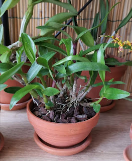 , Dendrobium Hibiki (Dendrobium Bracteosum x laevifolium), diarid'orchidee