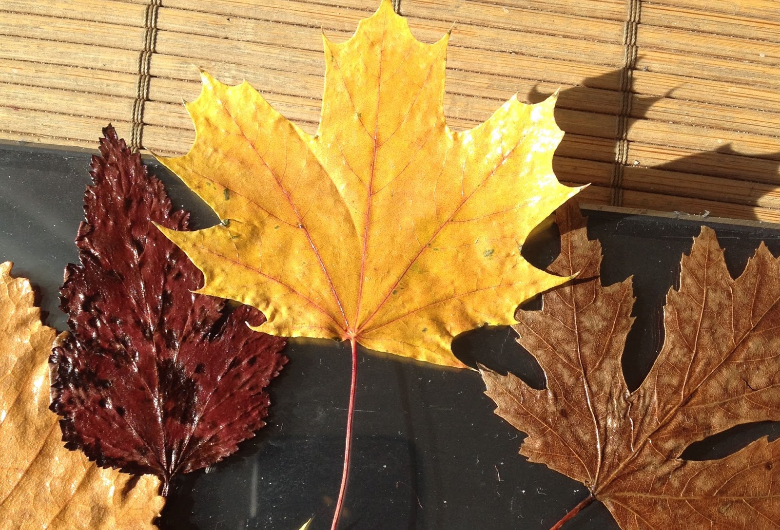 Susan Marie : Preserving & Framing Autumn Leaf Tutorial