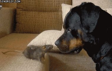 [Image: 010-funny-animal-gifs-mouse-vs-dog.gif]