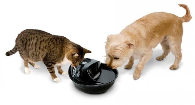 Cat and dog drinking from Pioneer Ceramic Big Max Pet Fountain